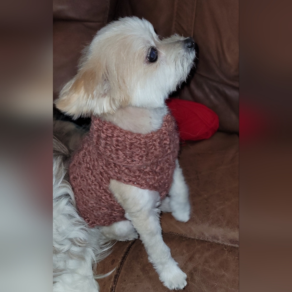 X-small dog sweater - Picture 4 of 5